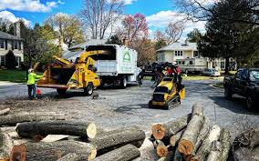 Bell Gardens, CA Tree Care Services Company