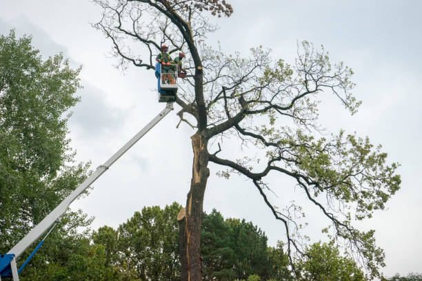 Best Tree Cabling and Bracing  in Bell Gardens, CA