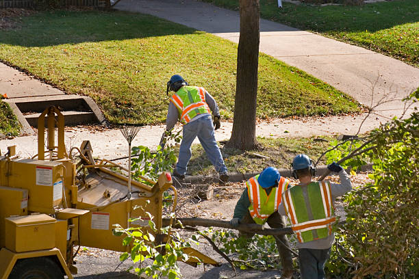 How Our Tree Care Process Works  in  Bell Gardens, CA